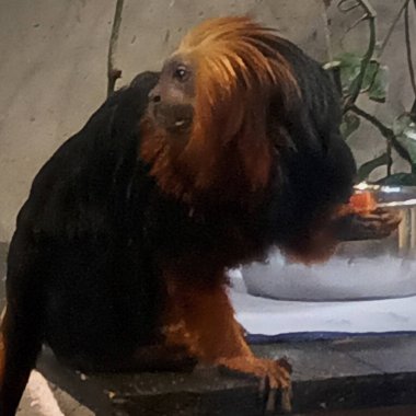 Hayvanat bahçesindeki altın başlı aslan tamarin.