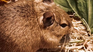Hayvanat bahçesinde Degu sincap günü rutini