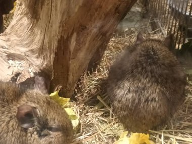Hayvanat bahçesinde Degu sincap günü rutini