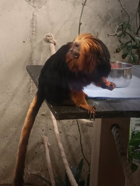 Hayvanat bahçesindeki altın başlı aslan tamarin.