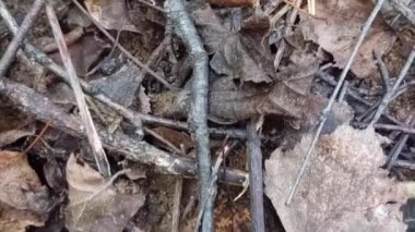 Dağlardaki güzel orman