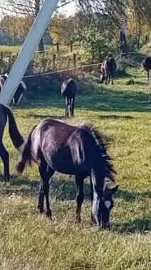 Tarlada bir at sürüsü