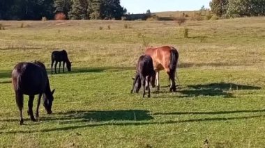 Çayırdaki siyah at sürüsü. Otlakta otlayan at sürüsü