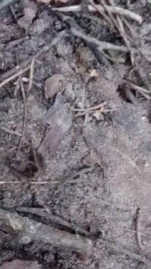 Bir ağaç gövdesi doku