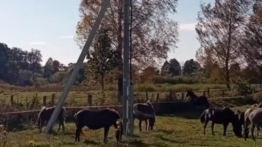 Bir çayırda otlayan at sürüsü.