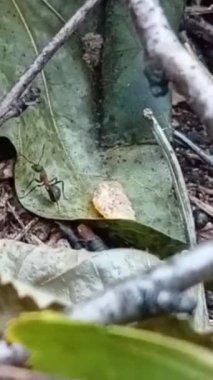 Ağaçta küçük yeşil bir yaprak