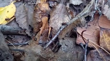 Ormanda devrilmiş yapraklar ve devrilmiş ağaçlar.