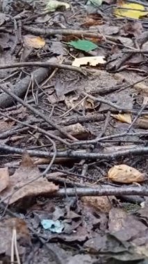 Ormanda sonbahar yaprakları