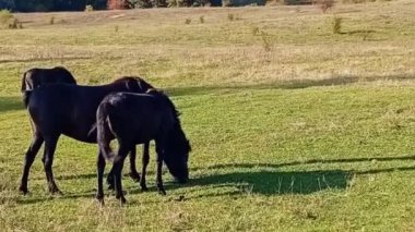 Yeşil bir çayırda bir at sürüsü