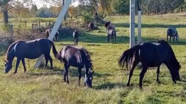 Siyah at bir alanda otlatma