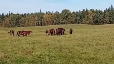 Otlaktaki at sürüsü.