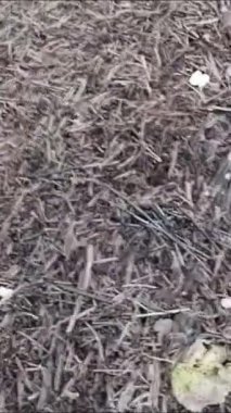 Kuru ot yığınına yakın.