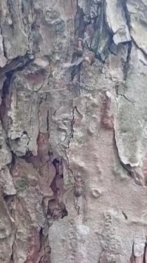 Ağaç kabuğu, arkaplan