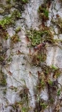 Ağaç gövdesinde yeşil yosun