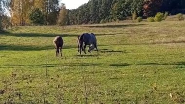 At tarlada, hayvanlar