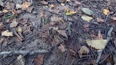 Bir ağaç kütüğünün yakın plan görüntüsü.