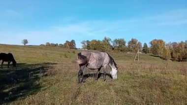 Çayırda kahverengi bir at.