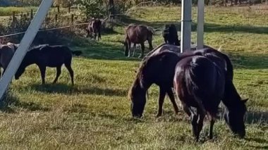 Otlaktaki inek sürüsü