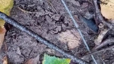 Yeşil bir bitkinin yakınında.