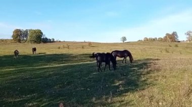 Çayırda otlayan bir at sürüsü.