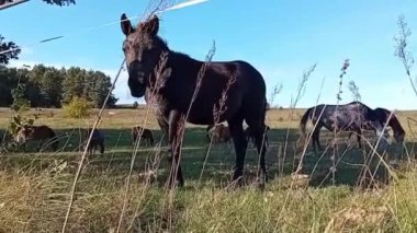 Tarlada güzel siyah beyaz bir at.