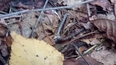 Ormandaki bir huş ağacının kahverengi ve siyah kabuğu. Ağaç kabuğu düştü. sonbahar.