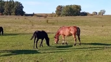 Çiftlikteki güzel at