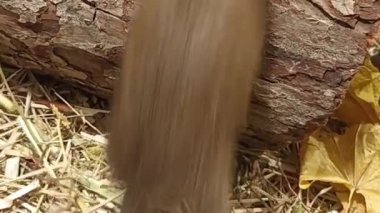 Ormandaki sincap