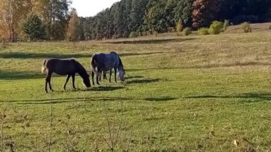 Sonbaharda otlakta bir at sürüsü.