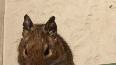 Sincap bir parça odun yiyor, küçük bir hayvan.