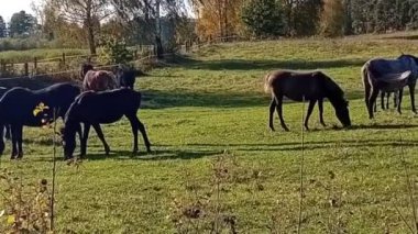 Otlakta bir at sürüsü