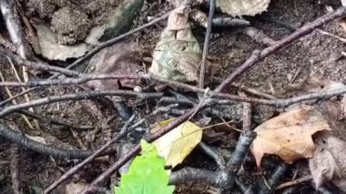 Ormanda yeşil yapraklar