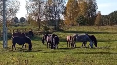 Çayırda otlayan at sürüsü.