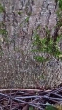 Ağaç gövdesinde yosun