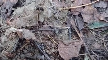 Arka planda bulanık bir ağaç gövdesinin yakın plan görüntüsü.