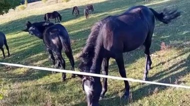 Otlakta bir inek sürüsü. yüksek kaliteli fotoğraf