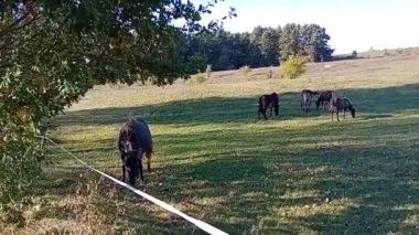 Otlakta otlayan siyah at.