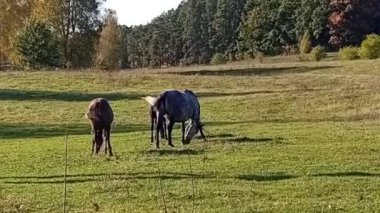 Çiftlikteki bir at sürüsünün güzel bir fotoğrafı.