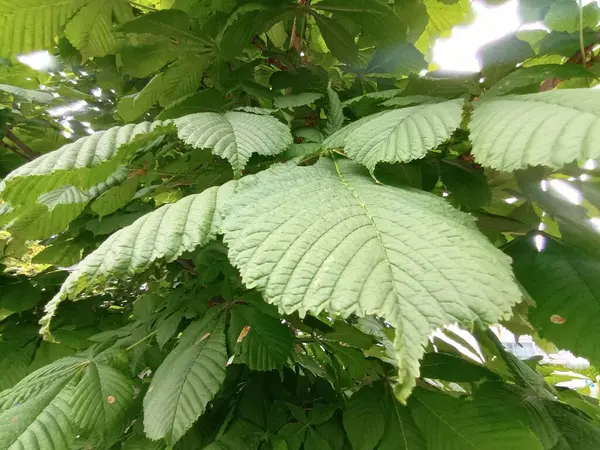 yeşil yapraklar, bitkiler ve yapraklar