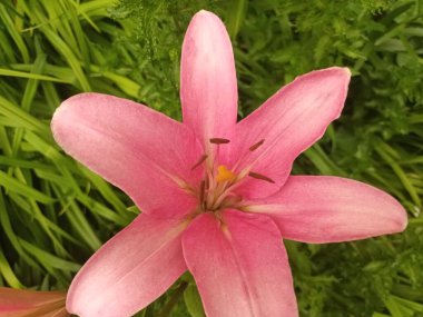 Bahçedeki güzel pembe zambak çiçeği