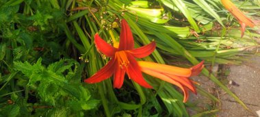 Bahçenin arka planında kırmızı çiçekler