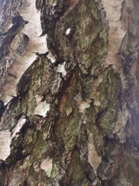 Ağaç gövdesi dokusu, ağaç kabuğu dokusu