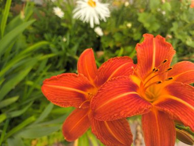 Turuncu ve Kırmızı Çiçek