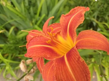 Bahçedeki kırmızı zambak