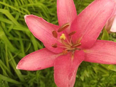 Bahçedeki pembe zambak çiçeği