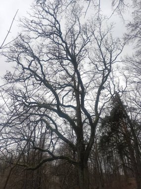 Ormandaki ağaç dalları