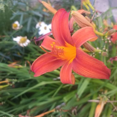 Bahçedeki güzel çiçekler