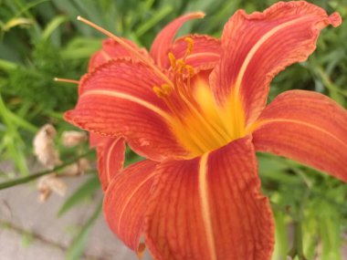 Bahçedeki güzel kırmızı çiçek