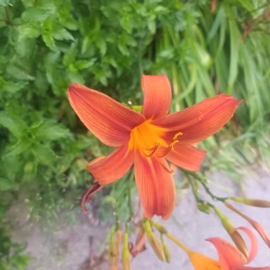 Bahçedeki güzel turuncu çiçek