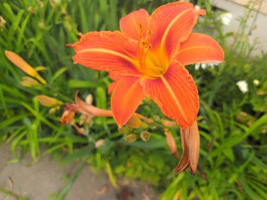 Bahçedeki güzel çiçekler